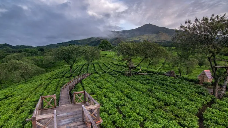 Kebun Teh Wonosari: Merasakan Keindahan dan Kenikmatan di Tengah Perkebunan Teh
